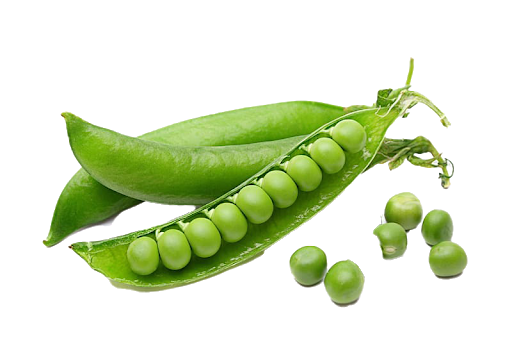 https://subhmart.in/smaccess/upload/images/6340-2020-12-29.png